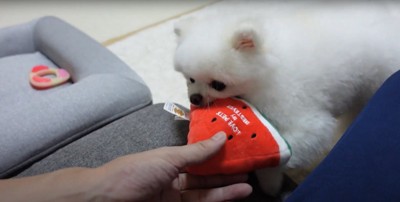 スイカのおもちゃを飼い主と引っ張りっこしているポメラニアン