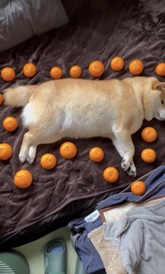 22個のみかんがぐるり