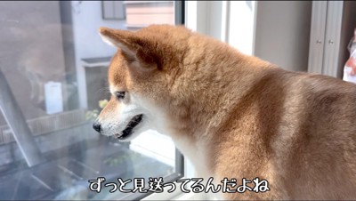 2階の窓を覗く犬の横顔