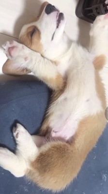 手を上げた姿で顔を上に向けて寝ている犬