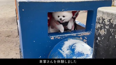 遊具から顔を出す犬