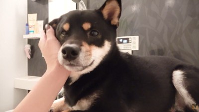 浴槽のフタに乗ってリラックス