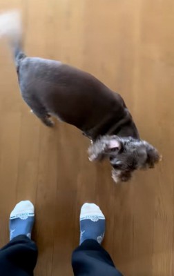 床に降りたペコちゃん