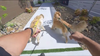 白い石造りの道を歩く2匹の犬