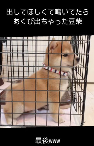 ころちゃんの幼少期