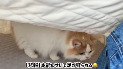 足に飛びかかろうと狙っています！