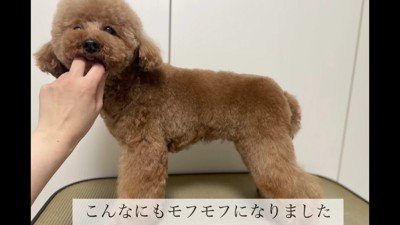 毛並みもふわふわに