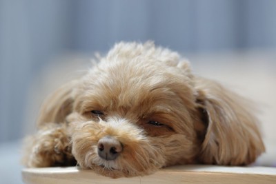 半目を開けて寝る犬