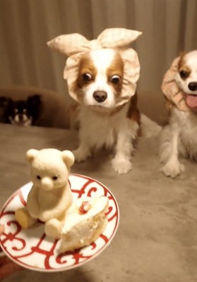 ケーキを凝視する犬たち