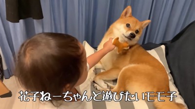 愛犬と一緒に遊びたい