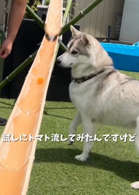 トマトを追いかけるいちみちゃん