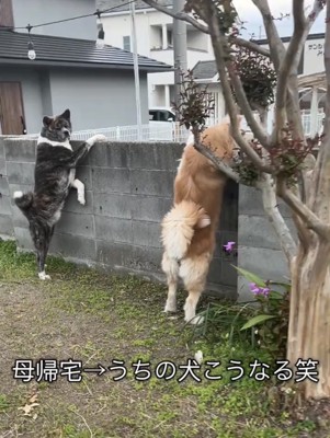 塀から外を見る2頭の犬
