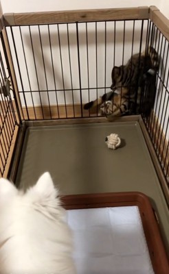 挟まるナルちゃん