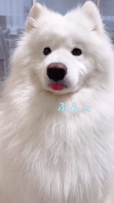 飼い主の顔を見ながら鼻を鳴らす犬