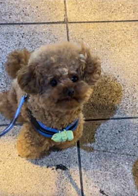 飼い主さんを見るうーろんくん