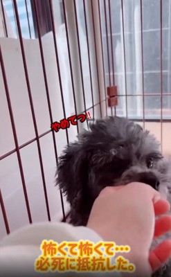 お口が出てしまうレモンちゃん