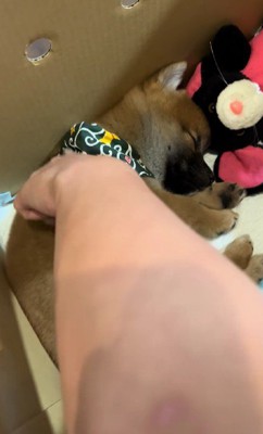 触っても反応なし
