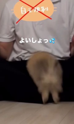 お膝の上へ