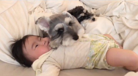 赤ちゃんを枕にするトトちゃん3