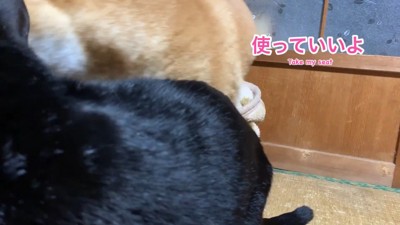 ハウスを譲ってくれました♪