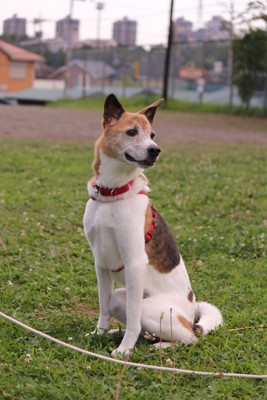 犬に馬肉の投稿画像