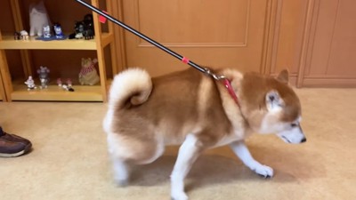 最後の抵抗を試みる