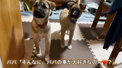 パパが大好きな2匹