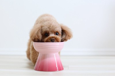 ご飯を食べる犬