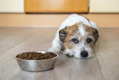 ご飯を食べない犬