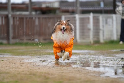 レインコートを着たシェルティー