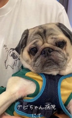 表情豊かなデビちゃん