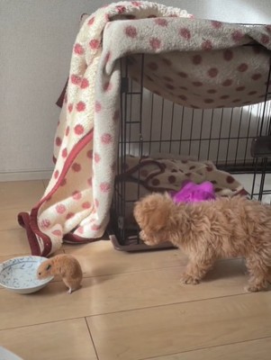 水を飲むハムスターと首を伸ばす犬1