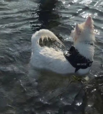 「川の水って冷たい」