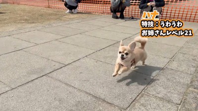 ドッグランにきたハナちゃん