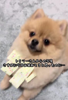 ポメラニアンのぷちちゃん