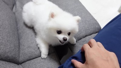 伏せる犬と男性の手