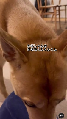 正面に犬の頭