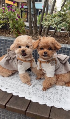 お揃いの服を着る小型犬たち