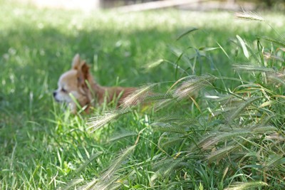 ススキと犬