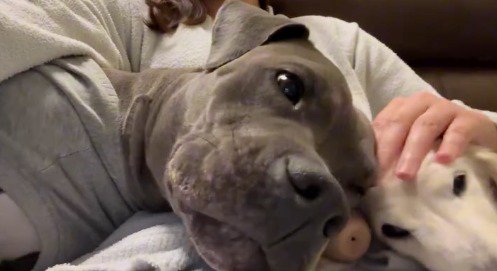 飼い主の膝の上でくつろぐ黒い犬