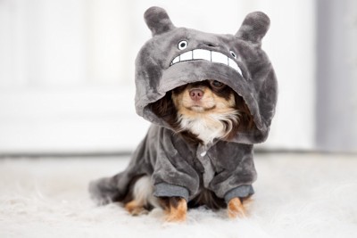 着ぐるみを着た犬、オーバーサイズ