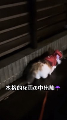 雨の中散歩をする猫