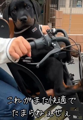 自転車の子供椅子に乗ると…