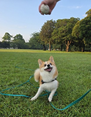 遊び