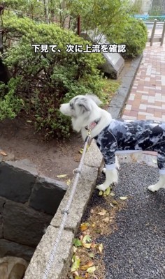 流れてこないなぁ