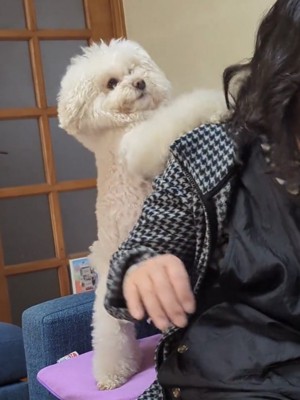 肩に前足を乗せる犬
