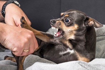 触れようとする人を威嚇する犬