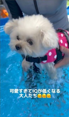 プールに入るあむちゃん10