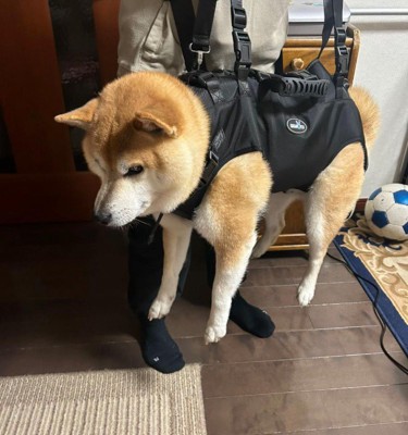 宙に浮くはるくん