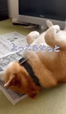 「よっこらしょっと」